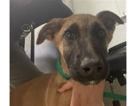 dog shelter bakersfield ca|Dogs for Adoption Near Bakersfield, CA .